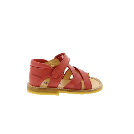 Angulus sandalen koraal