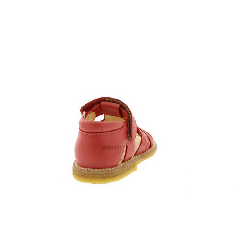 Angulus sandalen koraal 4