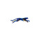 Roof Studio divers bleu 1