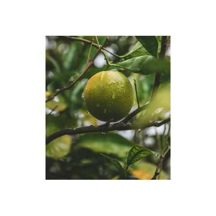 Savonneries Bruxelloises care white