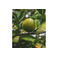 Savonneries Bruxelloises care white 2