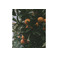 Savonneries Bruxelloises care orange 2