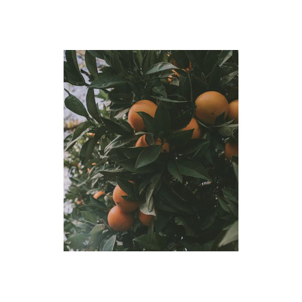 Savonneries Bruxelloises care orange