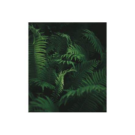 Savonneries Bruxelloises care white