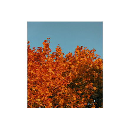 Savonneries Bruxelloises care orange