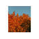 Savonneries Bruxelloises care orange 2