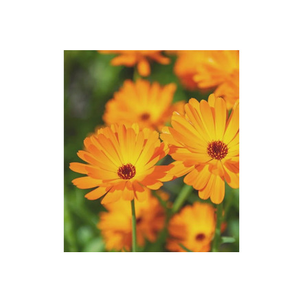 Savonneries Bruxelloises care yellow