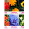 Resetea allerlei multi color 5
